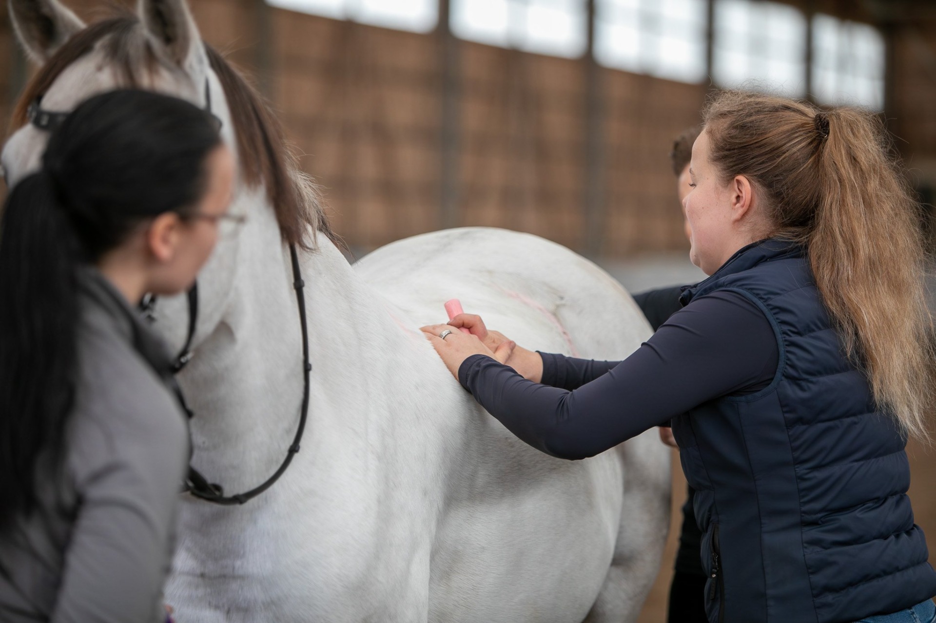 Hevosen luuranko on vahva, mutta joustava. Kuvituskuva: Milla Cornea