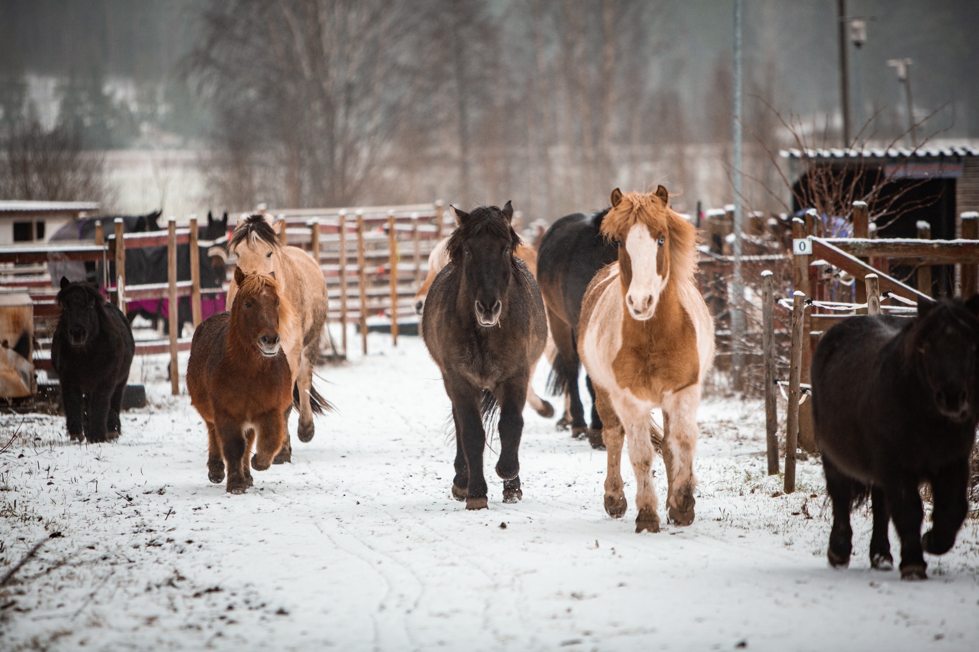 Ponit pääsevät juoksemaan yhdessä tarhoista karsinoihin. Kuva: Nette Hursti