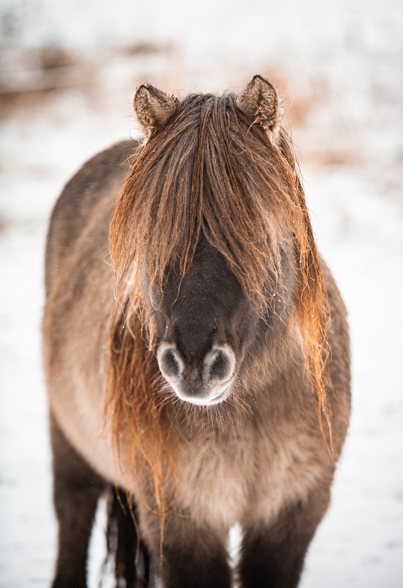 Jermu-poni. Kuva: Nette Hursti