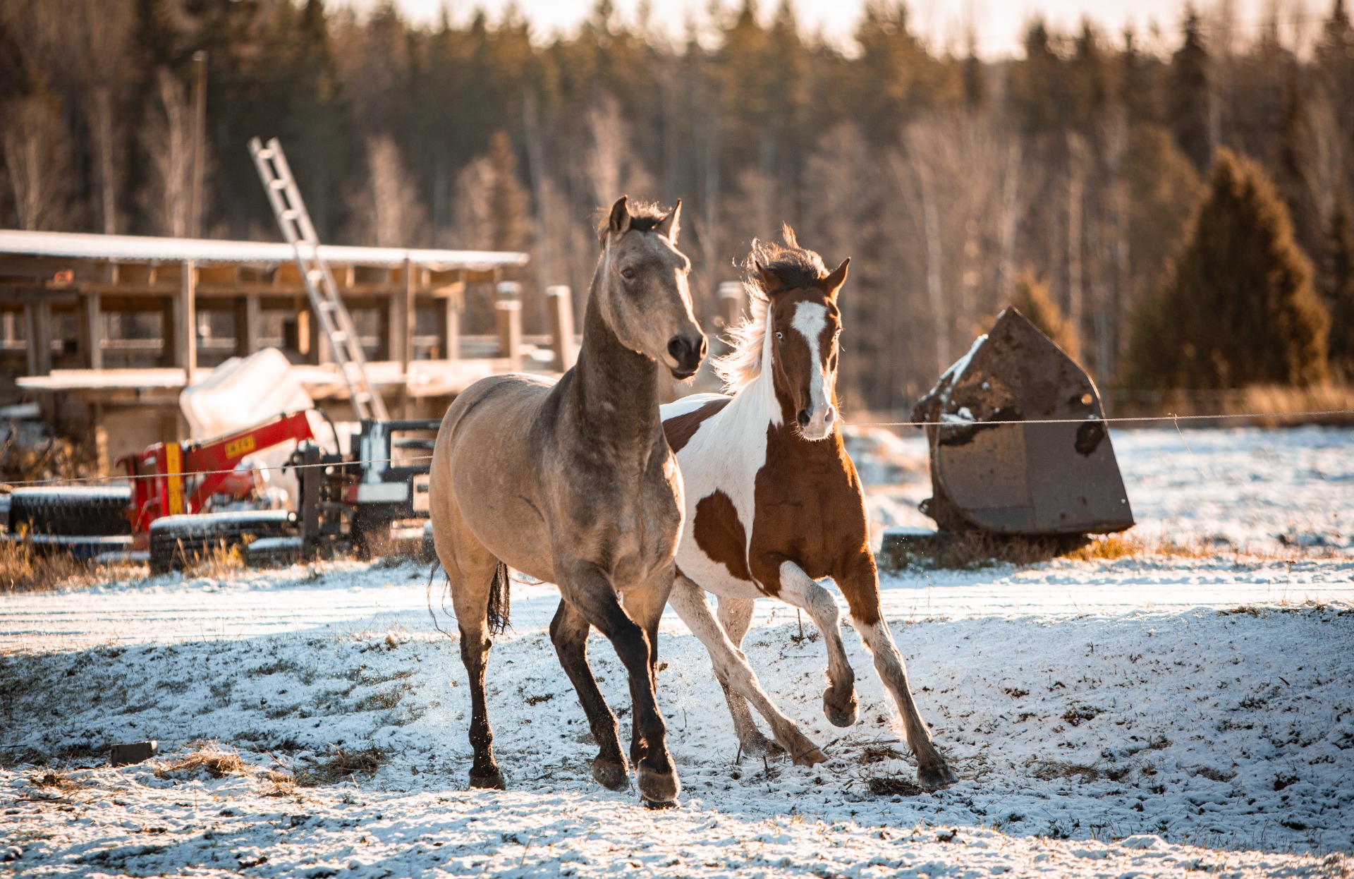 Hevoset eivät osoittaneet tutkimuksessa niin sanottua "turvasatama" -käyttäytymistä. Kuvituskuva: Nette Hursti