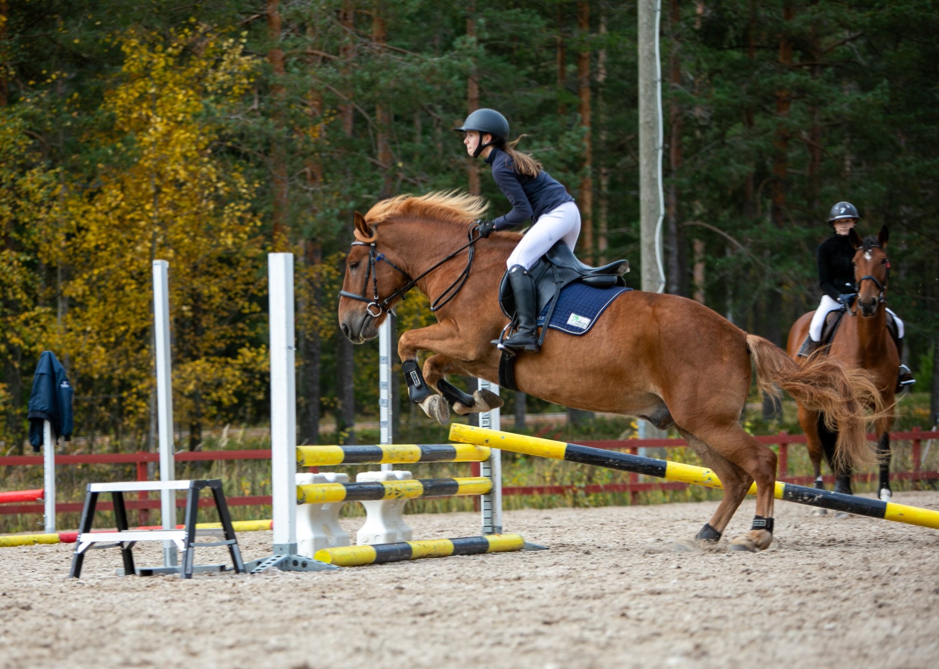 Hyvällä ratsastuskoululla hevoset ovat rauhallisia ja hyväkuntoisia. Kuvituskuva: Milla Cornea