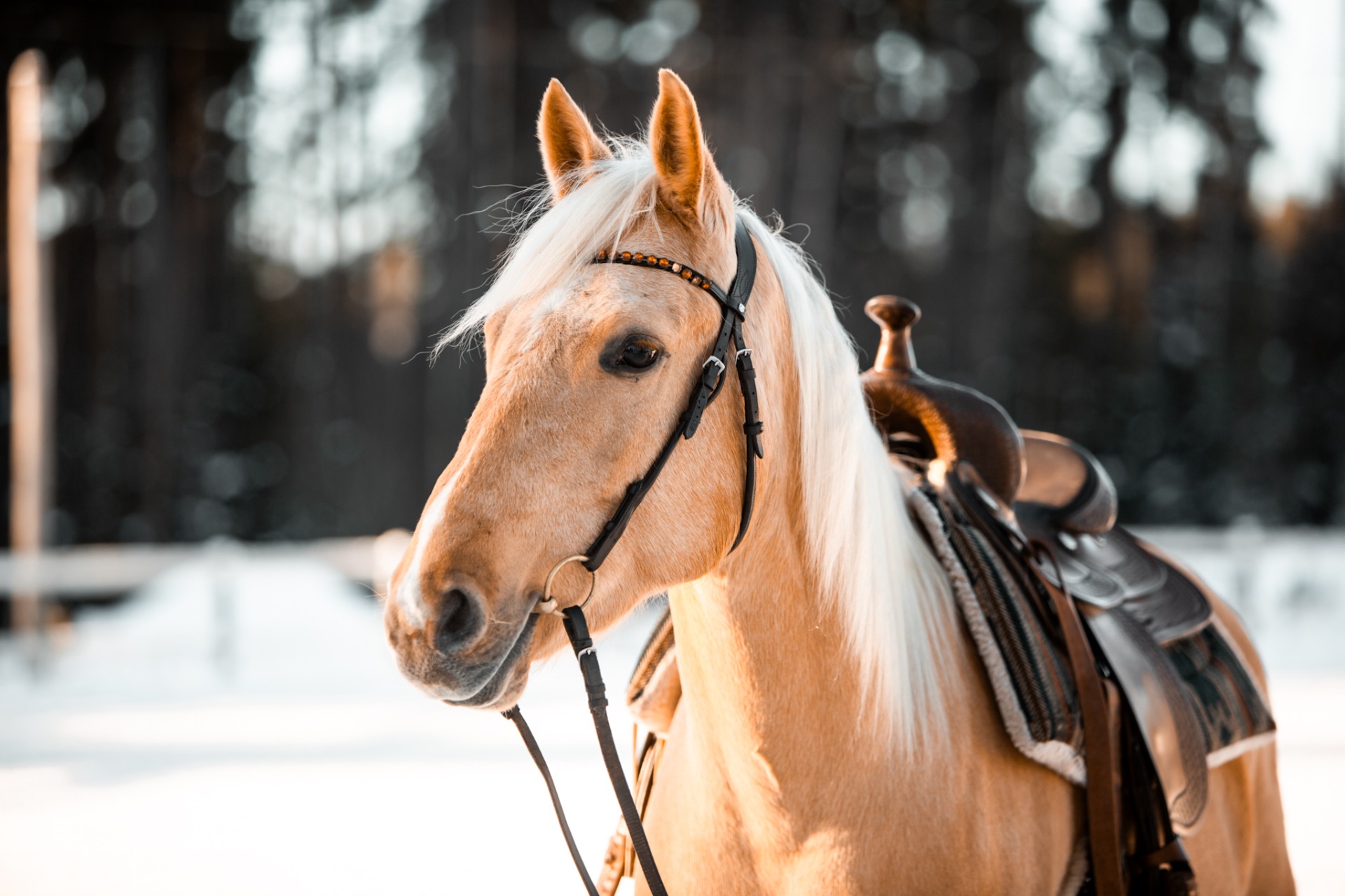 Energiantarve määräytyy pääasiassa hevosen koon ja työmäärän mukaan. Kuvituskuva: Nette Hursti
