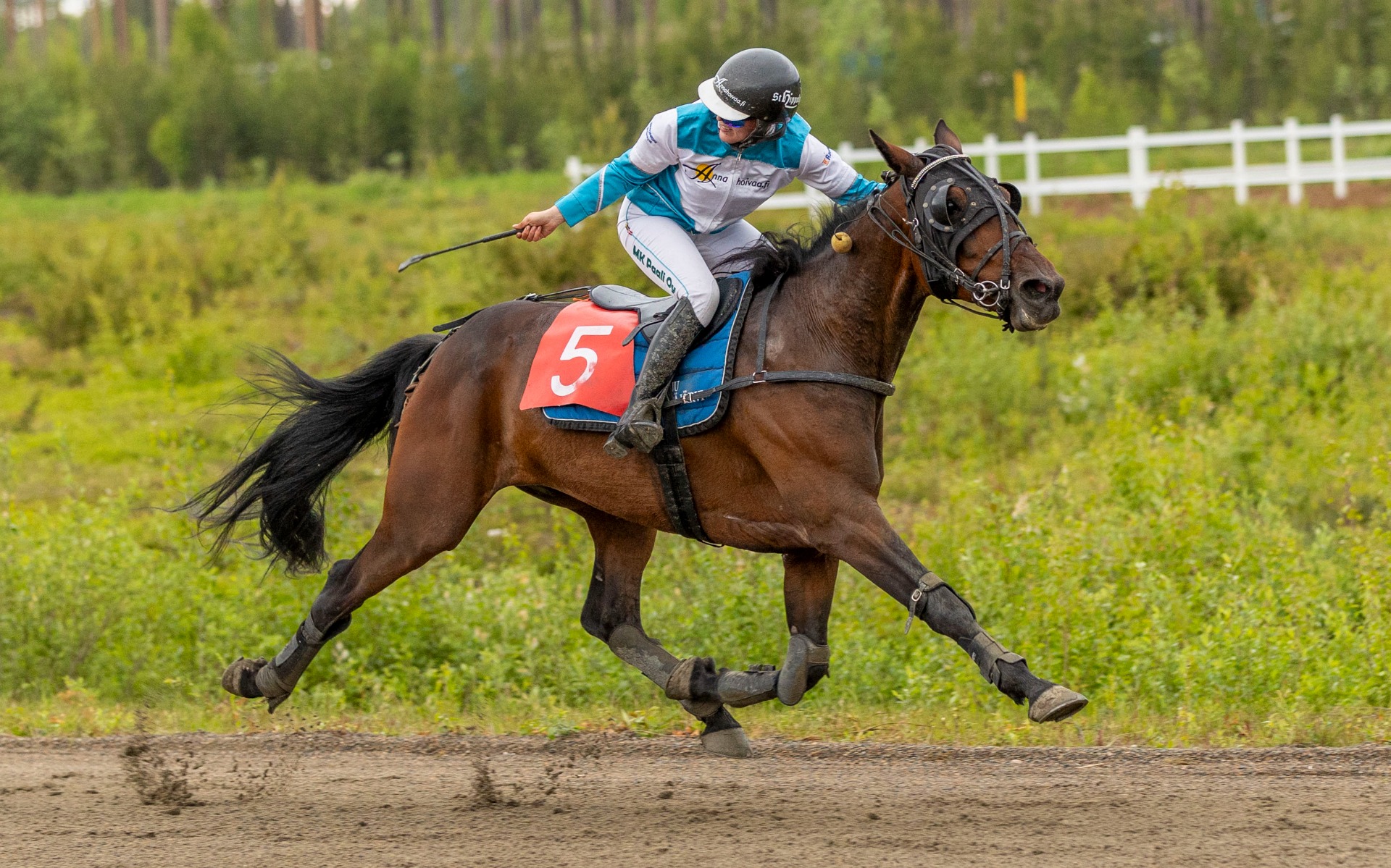 Hyvällä montéhevosella on ennen kaikkea selkeä ravi ja hyvä tasapaino. Kuva: Leppäjärven kuva-arkisto