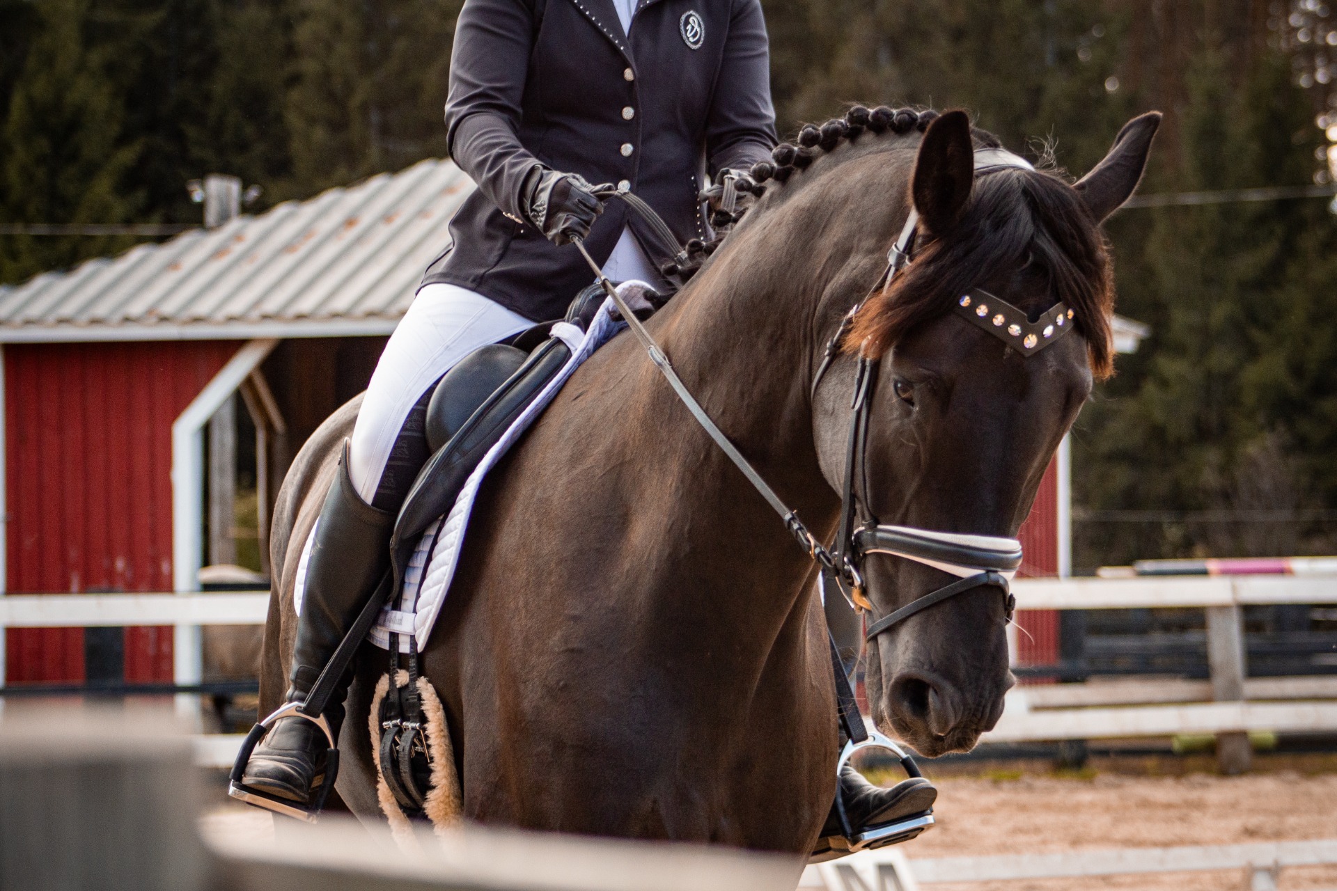 Osa hevosista on herkempiä avuille, kuin toiset. Kuvituskuva: Nette Hursti