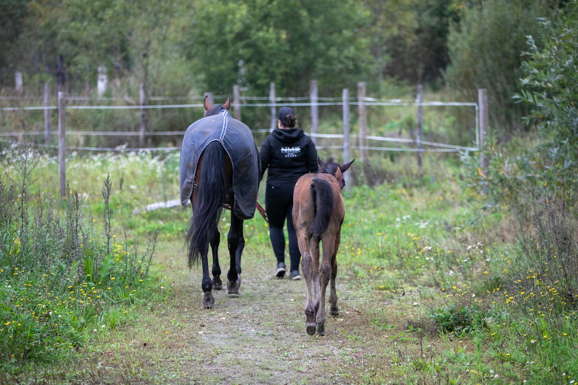 Tallille meno etenkin hevosen ollessa kipeenä voi olla raskasta. Kuvituskuva: Milla Cornea