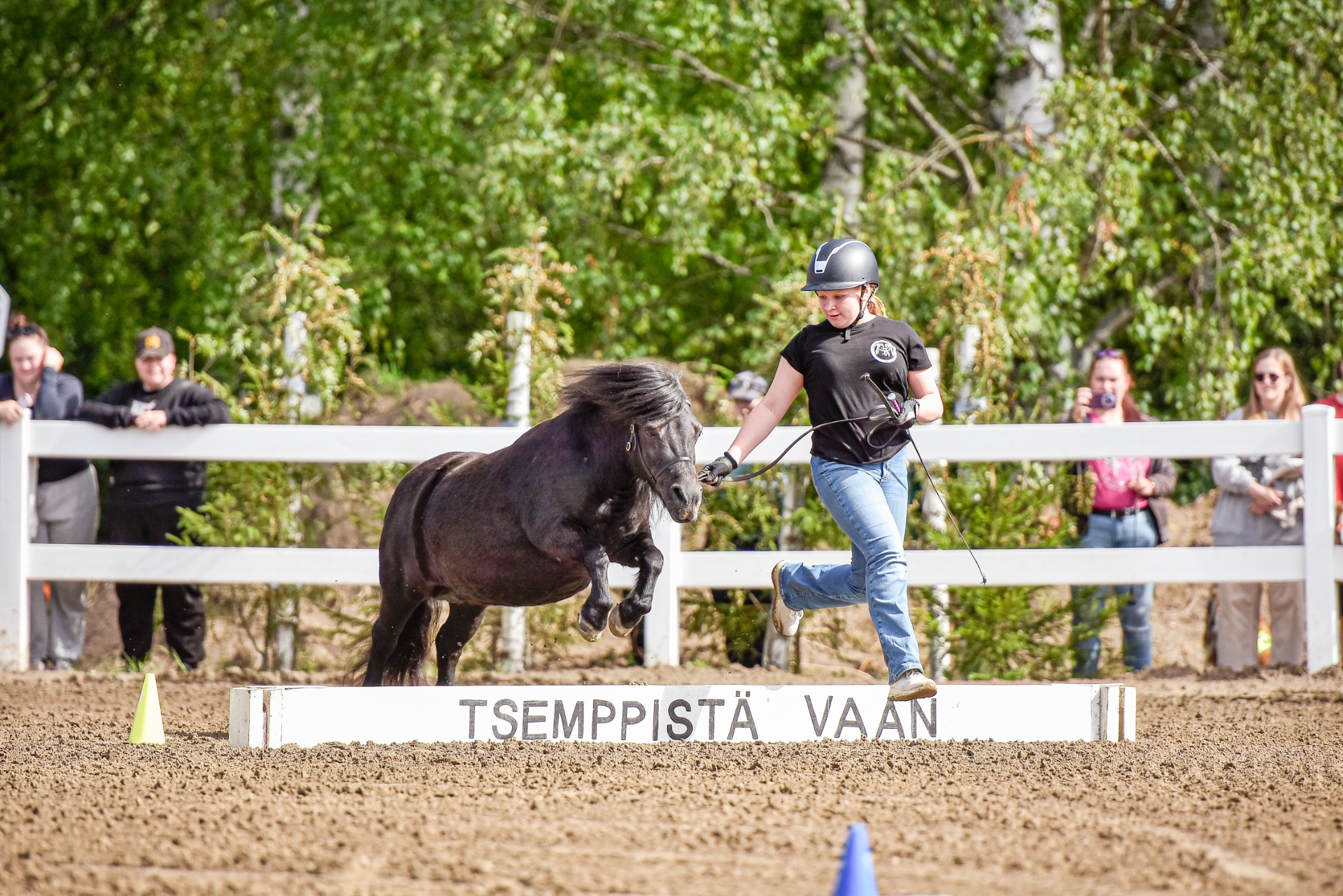 Shettis on pieni, mutta monipuolinen ponirotu. Kuva: Aino Tervonen