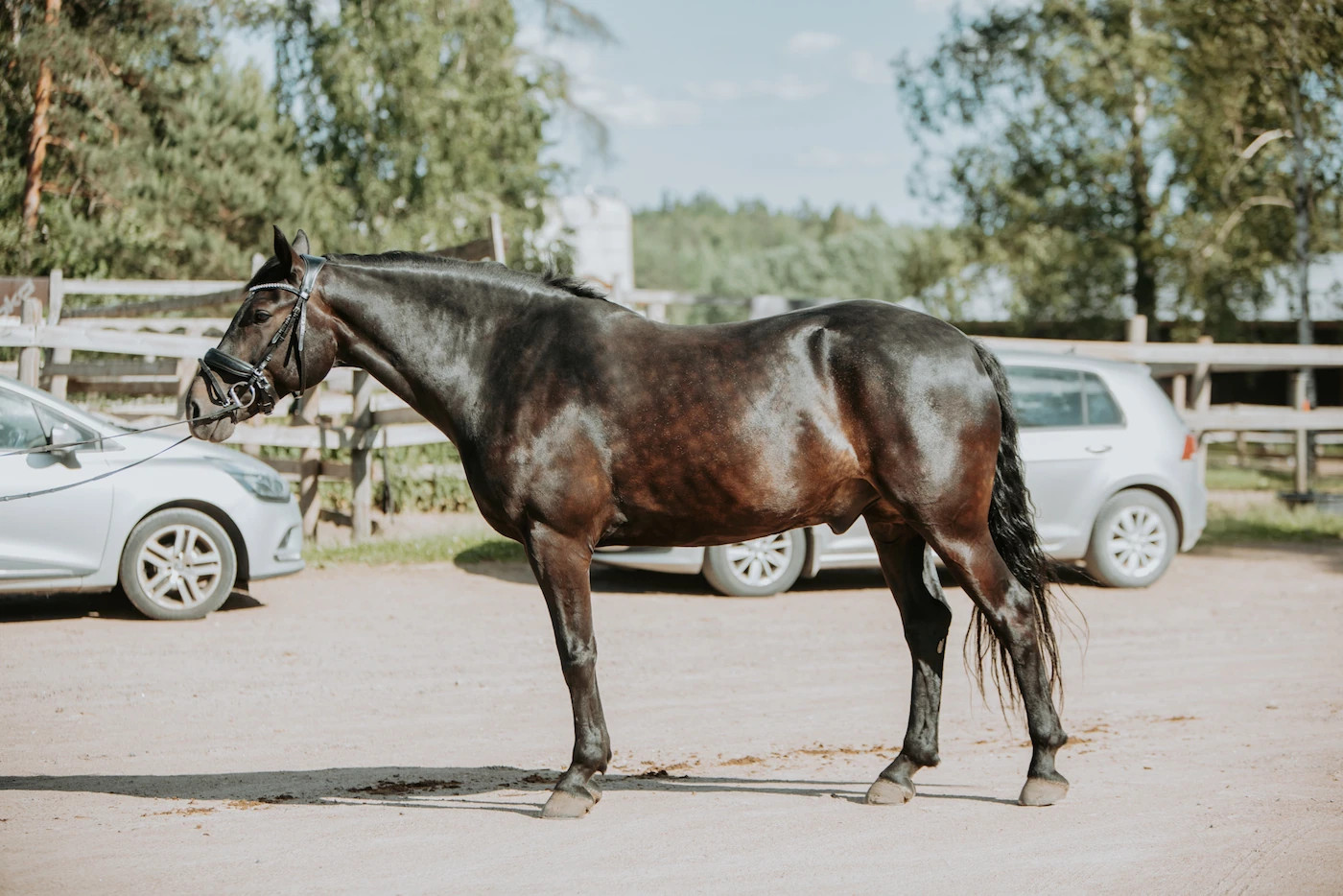 Hevosen asento on hyvä ja kuva tarkka, mutta tausta on liian sekava. Kuva: Nette Hursti