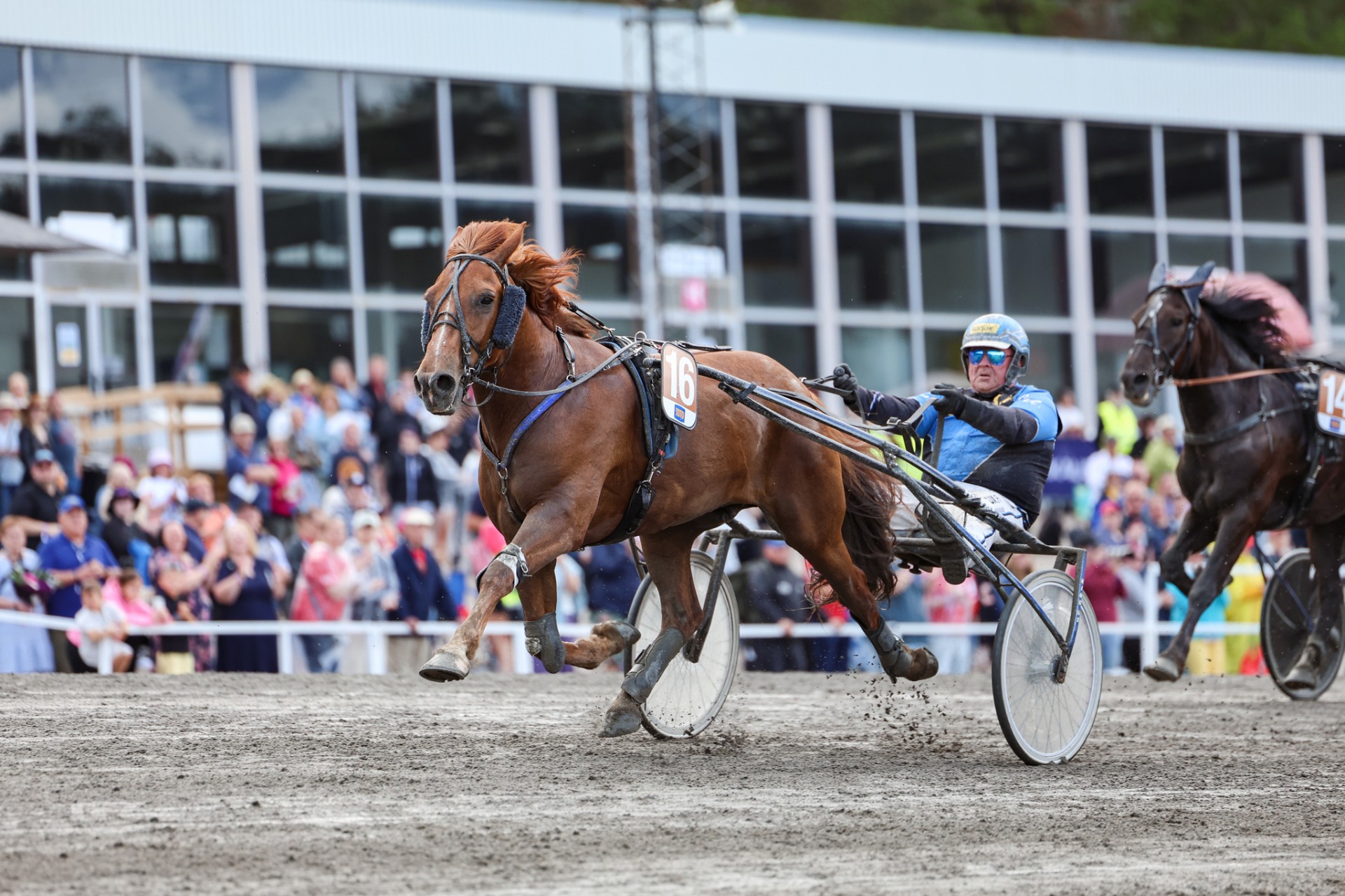 Kuninkuusravit 2026, Morison. Kuva: Maisa Hyttinen